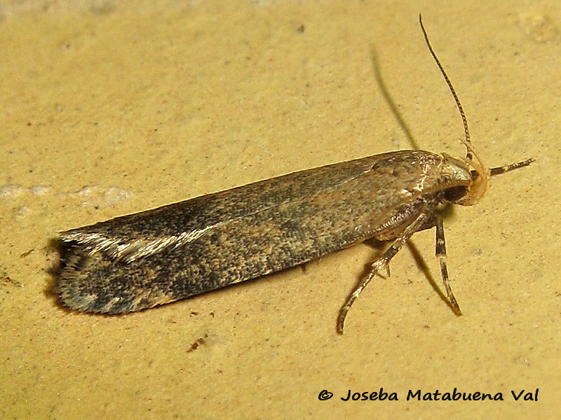 Pexicopia malvella - Gelechiidae ?  S !